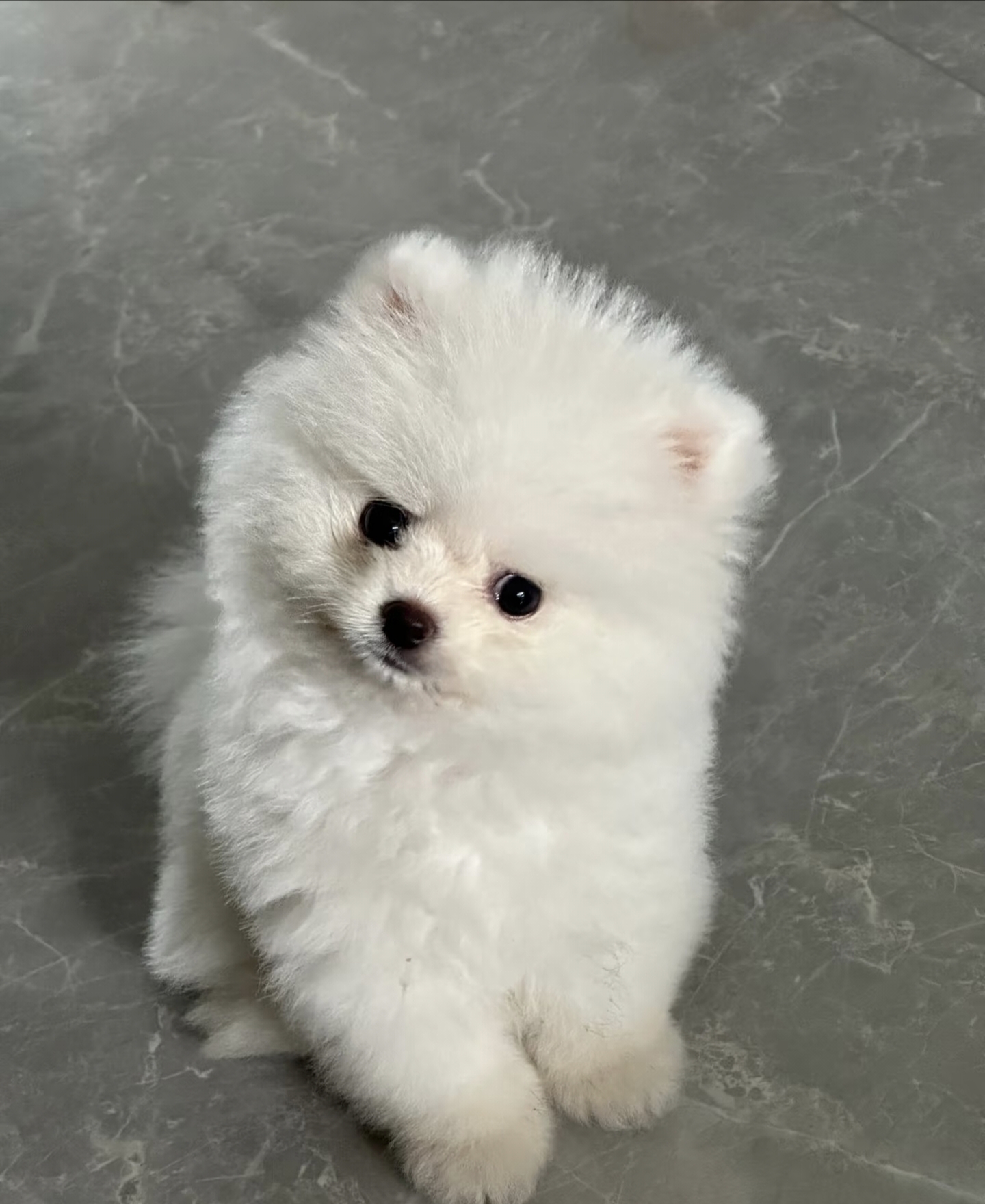 博美温顺，毛绒小巧，忠诚护主，活泼可爱，没体味，喜欢的看过来